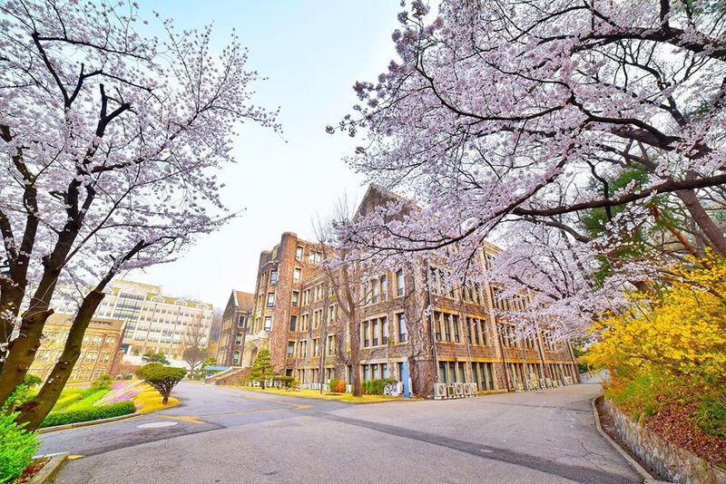 Đại học Yonsei Hàn Quốc vào mùa xuân