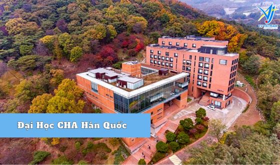Đại Học CHA Hàn Quốc – Nơi Sản Sinh Bác Sĩ Hàng Đầu Hàn Quốc