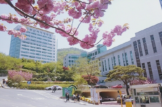 Cao đẳng Nữ Busan vào mùa xuân 
