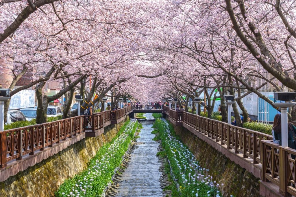 Jinhae- gu là khu vực nổi tiếng với lễ hội hoa anh đào tuyệt đẹp