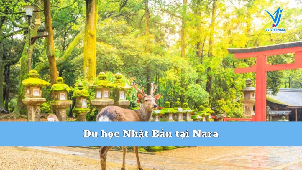 Du học Nhật Bản tại Nara - Vùng đất Cố đô của xứ Phù Tang