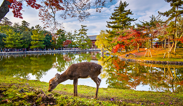 Công viên Nara hiện tọa lạc ngay dưới chân núi Wakakusa