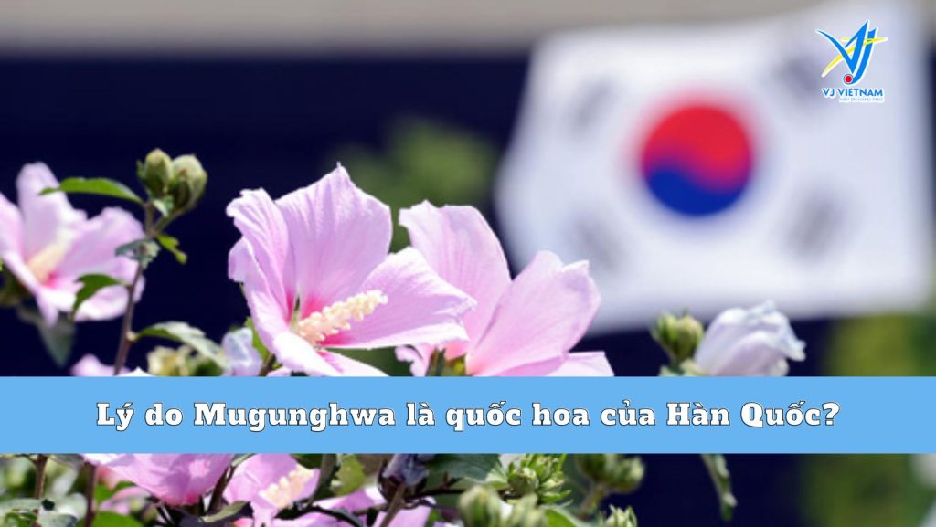 Mugunghwa là gì? Lý do Mugunghwa là quốc hoa của Hàn Quốc?