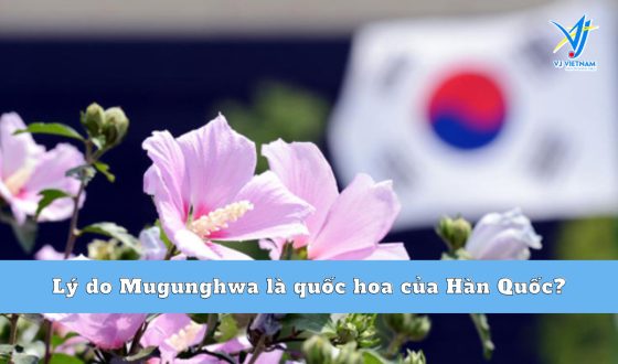Mugunghwa là gì? Lý do Mugunghwa là quốc hoa của Hàn Quốc?