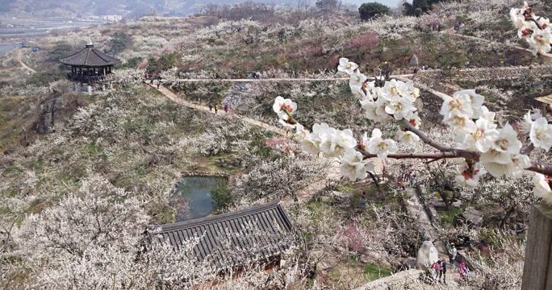 Lễ hội hoa mai trắng Gwangyang Maehwa