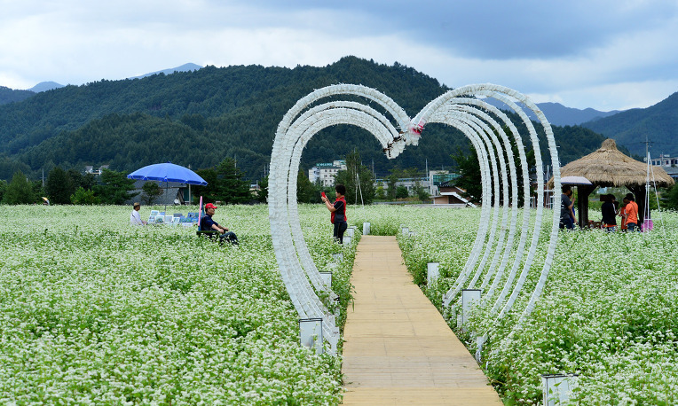 Lễ hội hoa kiều mạch ở Pyeongchang