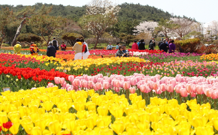 Lễ hội hoa Tulip Taean 