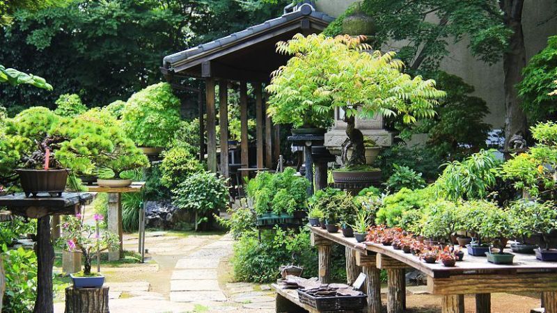 Làng Omiya Bonsai là biệt danh của khu vườn ươm cây cảnh ở Bonsai, Kita, Saitama