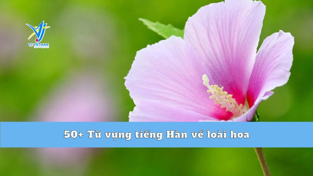 50+ Từ vựng tiếng Hàn về loài hoa có thể bạn chưa biết 