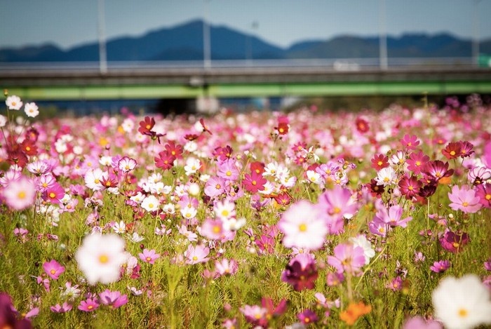 Ý nghĩa các loài hoa ở Hàn Quốc