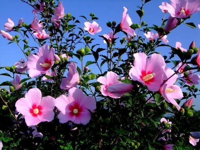 Quốc hoa của Hàn Quốc – Hoa Mugung – Từ vựng tiếng Hàn về loài hoa